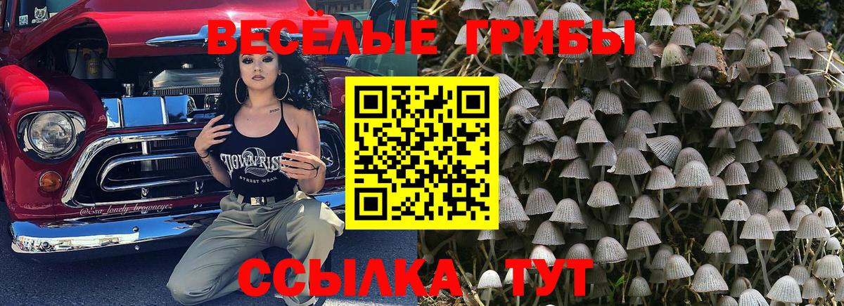 как найти   Котовск  Псилоцибиновые грибы Cubensis  Галлюциногенные грибы MAGIC MUSHROOMS 